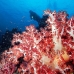coral_soft_ni_v_0705_png1599.jpg